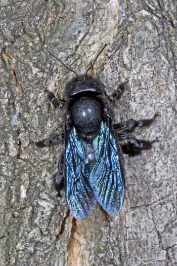 Die Große Blaue Holzbiene oder auch Blauschwarze Holzbiene (Bild: Naturfoto - Frank Hecker)