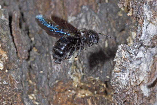 Die hummelähnliche Große Blaue Holzbiene nistet in morschen Bäumen und Pfählen (Bild: Naturfoto - Frank Hecker)