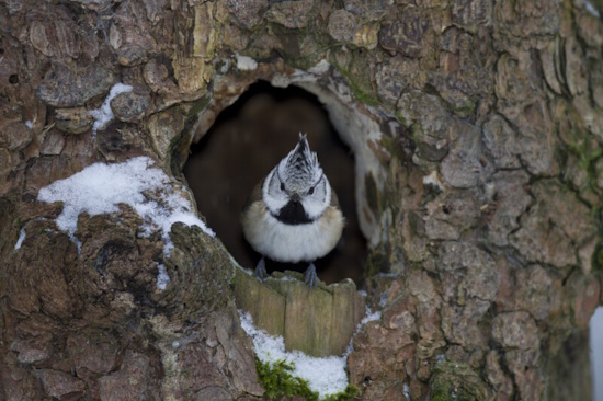 Haubenmeise an einer natürlichen Nisthöhle (Bild: © Marcus Bosch / LBV