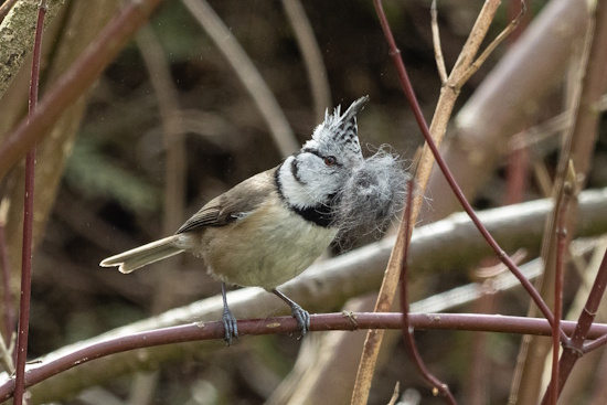 Die Haubenmeise trägt feines Material für die Nestmulde ein (Bild: © Antje Geigenberger)