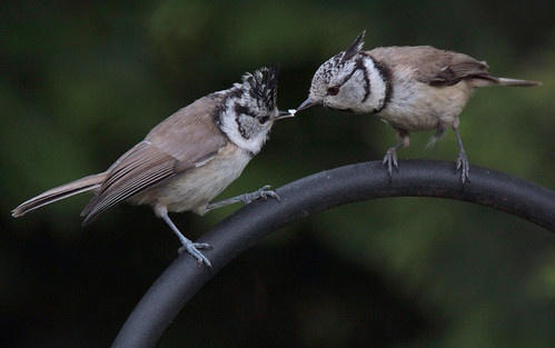 Die Jungvögel werden von den Alttieren noch bis zu 3 Wochen gefüttert (Bild: © Kerstin Kleinke)