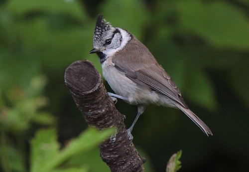 Jungvögel schließen sich mit anderen Meisenarten zusammen (Bild: © Kerstin Kleinke)