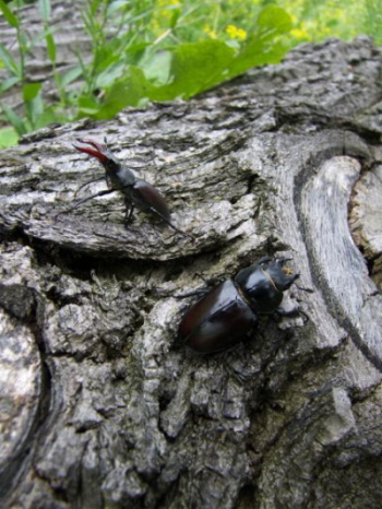 An einem Baumstumpf gesichtet - Hirschkäfer-Weibchen und forma capreolus (Bild: Thomas Langhirt)