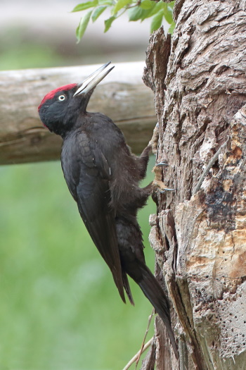 Mit seinen hervorragend ausgebildeten Schwanzfedern kann er sich am Baum gut abstützen (Bild: Dirk Schieder)