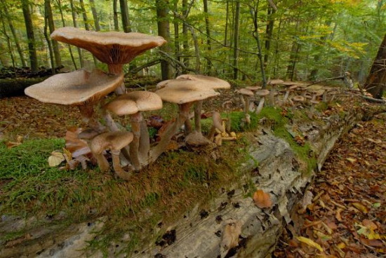 Totholz ist nicht tot - ein Lebensraum von großer Vielfalt höchst unterschiedlicher Arten (Bild: Thomas Stephan)