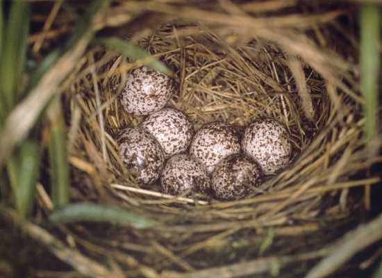 Im backofenförmigen Nest liegen zumeist 5 -7 Eier (Bild: Frank Hecker)