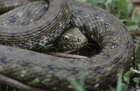 Die Würfelnatter - Natrix tessellata - ist bei uns in Deutschland sehr selten und war 2009 Reptil des Jahres (Bild: ©  Naturfoto Frank Hecker)