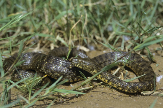 Die Würfelnatter ist eine völlig harmlose und ungiftige Schlange (Bild: © Naturfoto Frank Hecker)