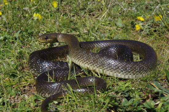 Unter den einheimischen Schlangenarten ist die Äskulapnatter die längste (Bild: © Andreas Nöllert)